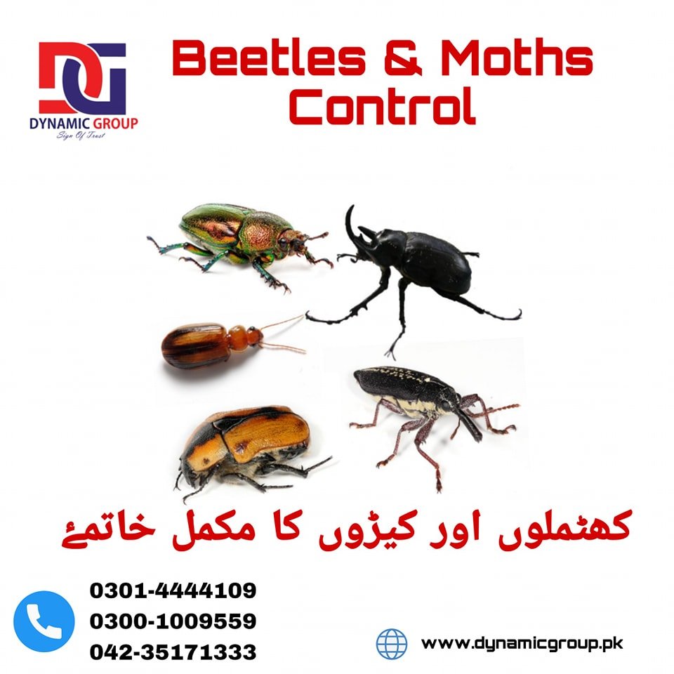 Beetles & Moths Control