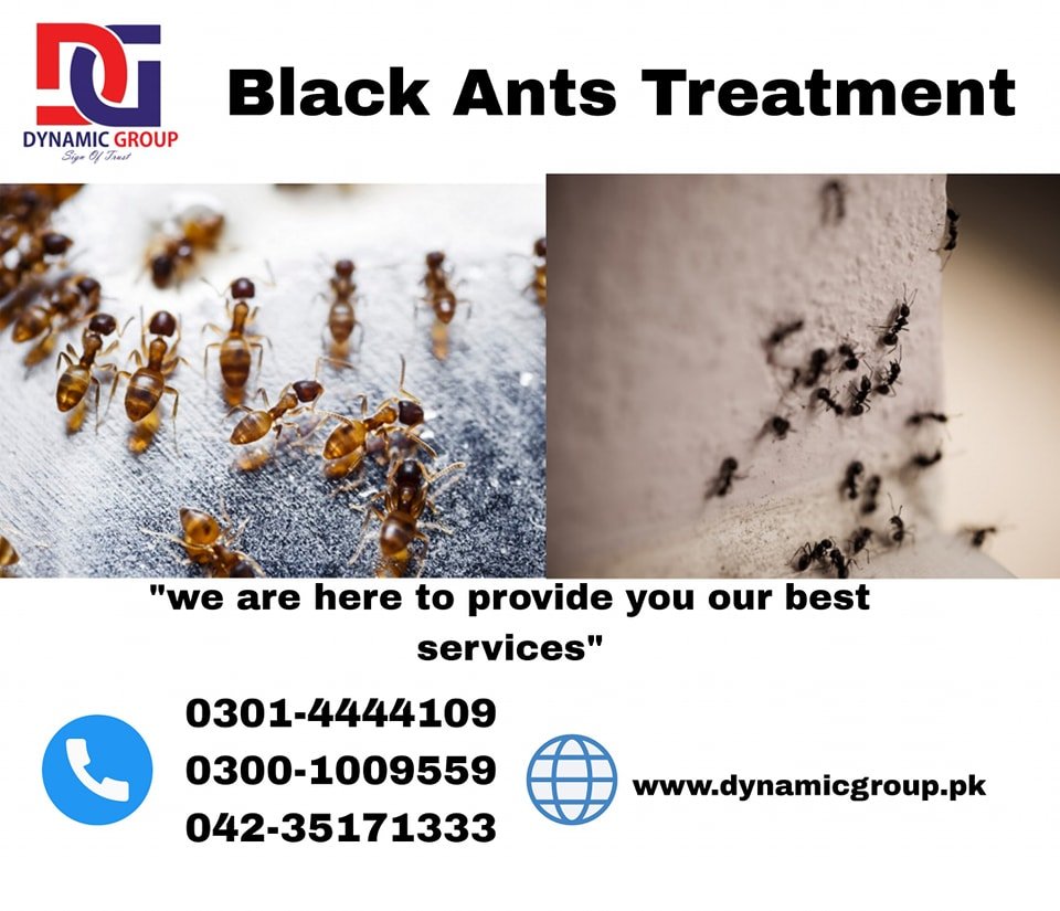 Black Ants Treatement