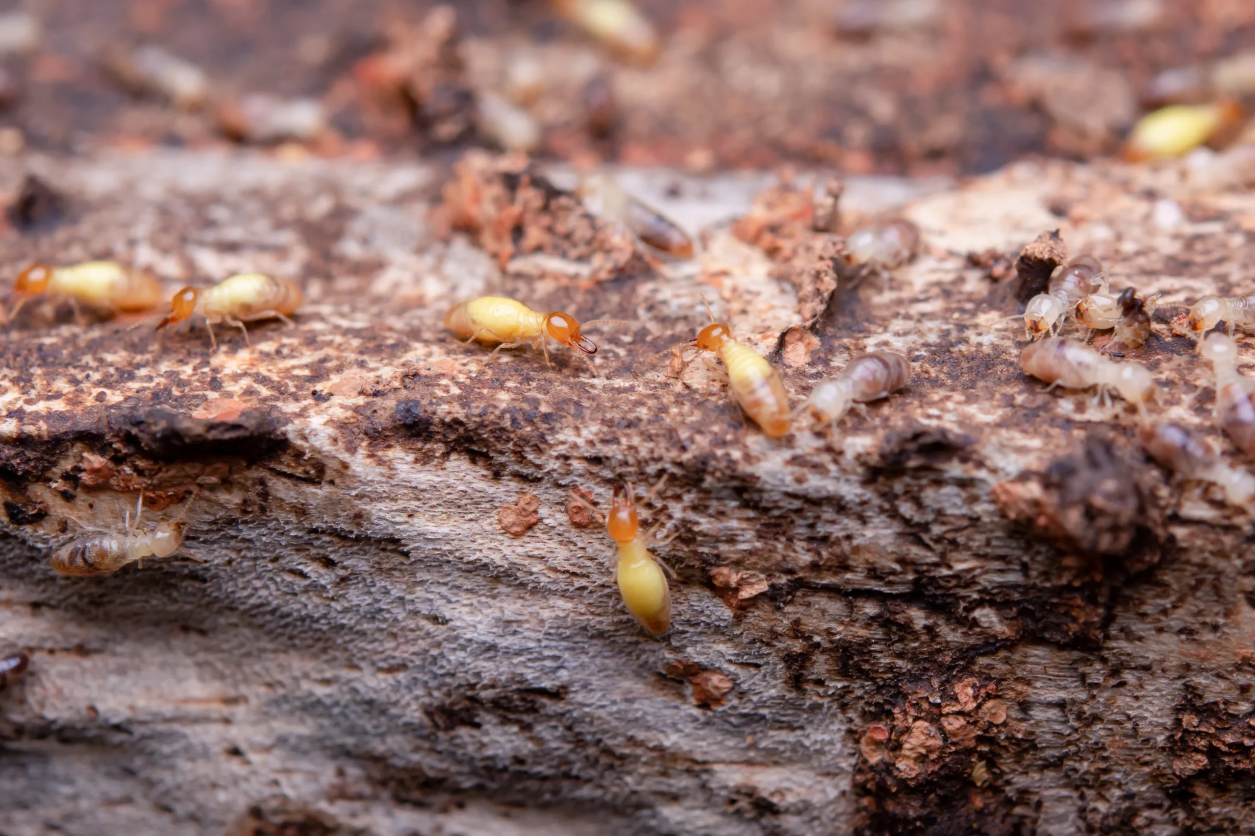 provide-termite-wood-treatement-in-pakistan