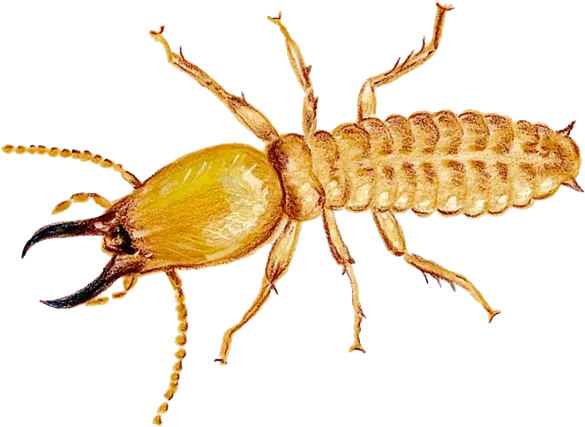 we-provide-termite-control-services-lahore