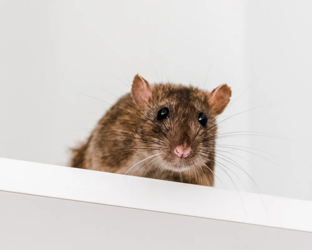 looking-for-rodent-control-services-near-me